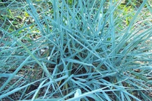 Grass Leymus 'Blue Dune' 